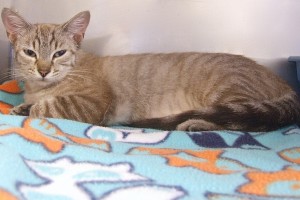Picture of Topsy