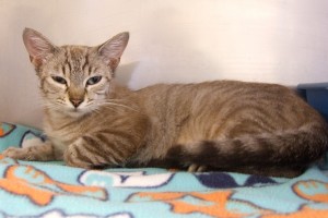 Picture of Topsy