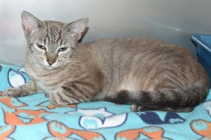 Picture of Topsy