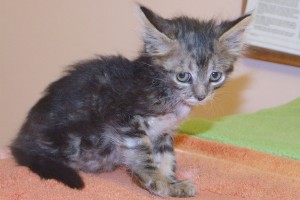 Picture of Triscuit