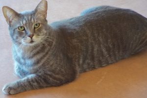Picture of Tyson