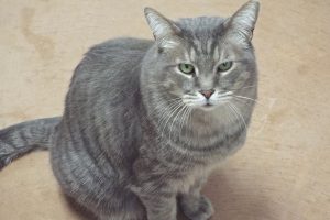 Picture of Tyson