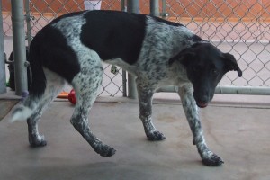 Picture of Zoey