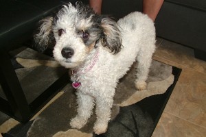 Picture of Abby