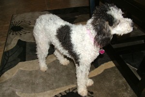 Picture of Abby