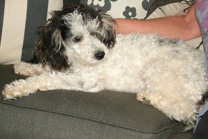 Picture of Abby