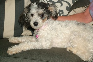 Picture of Abby