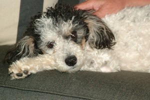 Picture of Abby