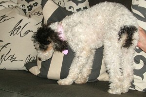 Picture of Abby