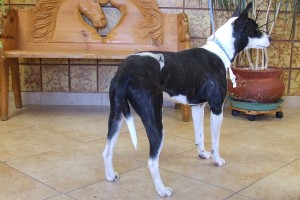 Picture of Anya