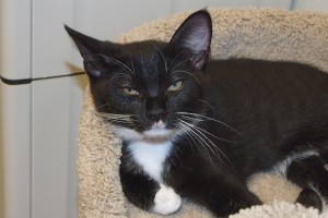Picture of Apollo