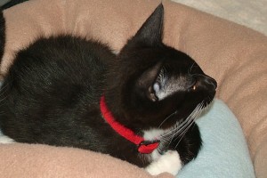 Picture of Apollo