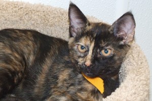 Picture of Athena