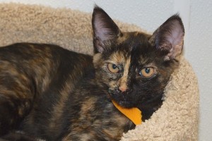Picture of Athena
