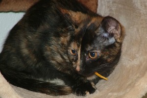 Picture of Athena