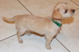 Picture of Buttercup