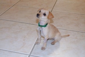 Picture of Buttercup