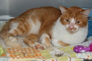 Picture of Caramel