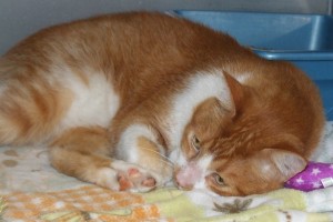 Picture of Caramel