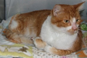 Picture of Caramel