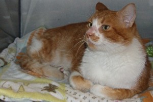 Picture of Caramel