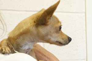 Picture of Cassie