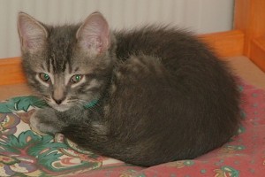 Picture of Chert
