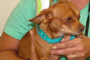 Picture of Chico