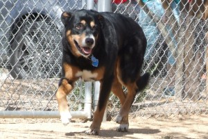 Picture of Dudley
