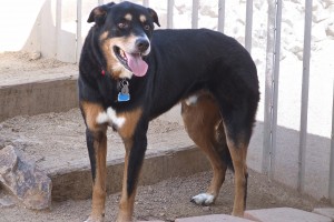 Picture of Dudley