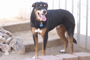 Picture of Dudley