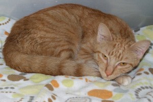 Picture of Ginger