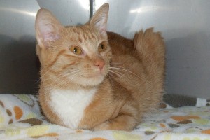 Picture of Ginger