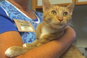 Picture of Ginger