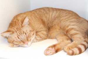 Picture of Graham