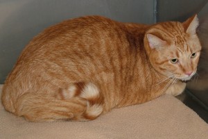 Picture of Graham