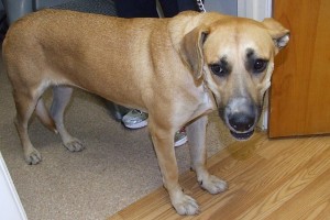 Picture of Gypsy