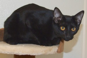 Picture of Inky