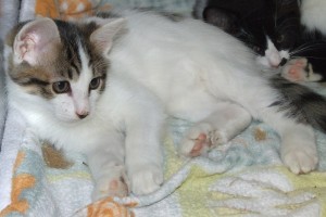 Picture of Jack