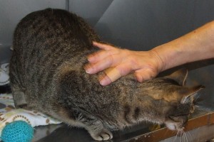 Picture of Kitty