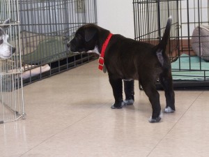 Picture of Kixie
