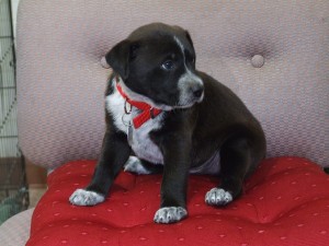 Picture of Kixie