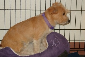 Picture of Lizzie