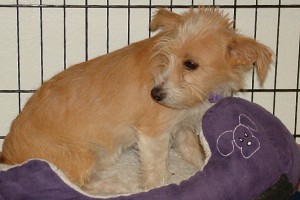 Picture of Lizzie
