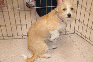 Picture of Lizzie