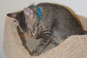 Picture of Loki