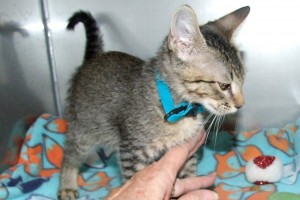 Picture of Loki