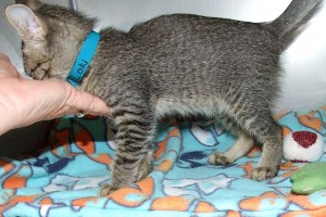Picture of Loki
