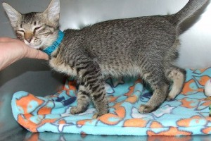 Picture of Loki