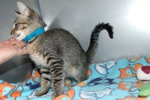 Picture of Loki